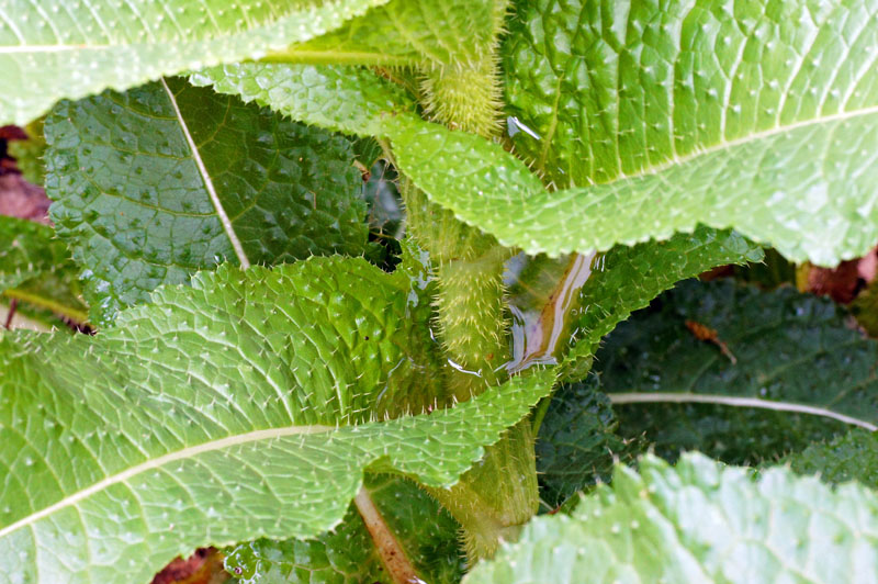 Dipsacus valsecchii / Scardaccione di Valsecchi